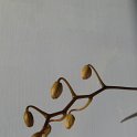 IMG_9338 - Copie